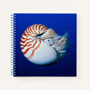 Close-Up Of Chambered Nautilus Notebook