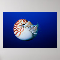 Close-Up Of Chambered Nautilus