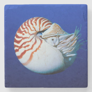 Close-Up Of Chambered Nautilus Stone Coaster