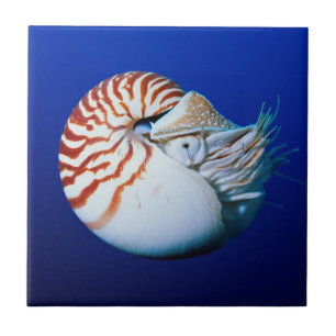 Close-Up Of Chambered Nautilus Tile
