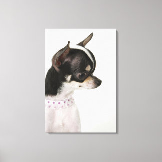 Close-up of Chihuahua, side view Canvas Print