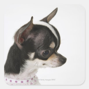 Close-up of Chihuahua, side view Square Sticker