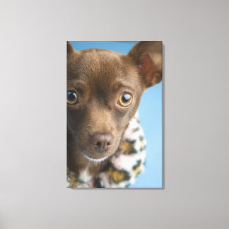 Close-up of chihuahua with furry collar canvas print