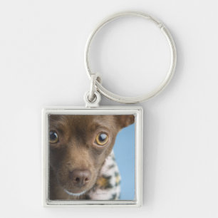 Close-up of chihuahua with furry collar key ring