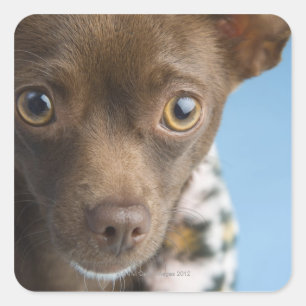 Close-up of chihuahua with furry collar square sticker