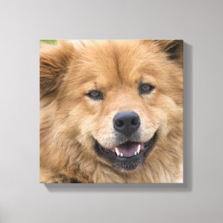 Close up of chow mix dog outdoors. canvas print