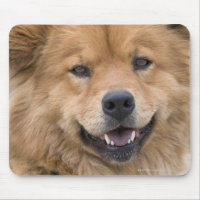 Close up of chow mix dog outdoors.
