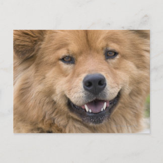 Close up of chow mix dog outdoors. postcard