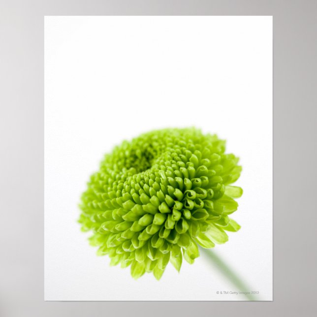 Close up of Chrysanthemum flower head 2 Poster (Front)