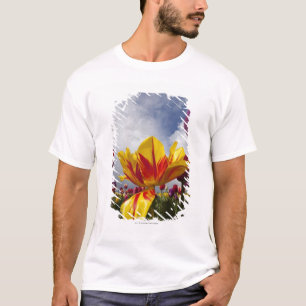 Close Up of Colourful Blooming Tulips In Oregon T-Shirt
