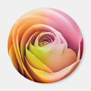 Close up of Colourful Rose Petals Magnet