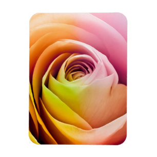 Close up of Colourful Rose Petals Magnet