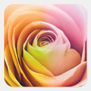 Close up of Colourful Rose Petals Square Sticker