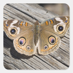 Close up of common buckeye butterfly (Junonia Square Sticker