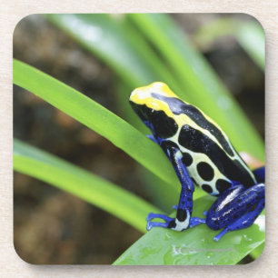 Close-up of Costa Rican Cobalt Dyeing Dart Frog Coaster