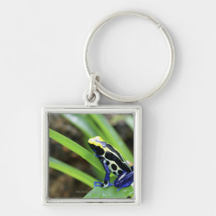 Close-up of Costa Rican Cobalt Dyeing Dart Frog Key Ring