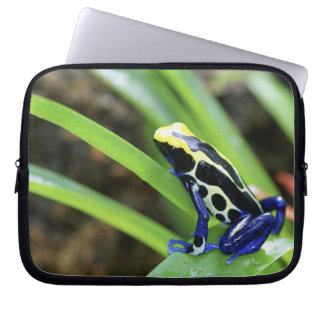 Close-up of Costa Rican Cobalt Dyeing Dart Frog Laptop Sleeve
