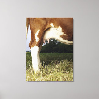 Close up of cow in rural landscape canvas print