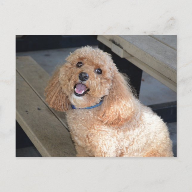 Close Up of Cute Cockapoo Dog Smiling at Camera Postcard (Front)