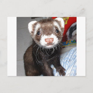 Close-Up of Cute Ferret With White Marks on Nose,1 Postcard