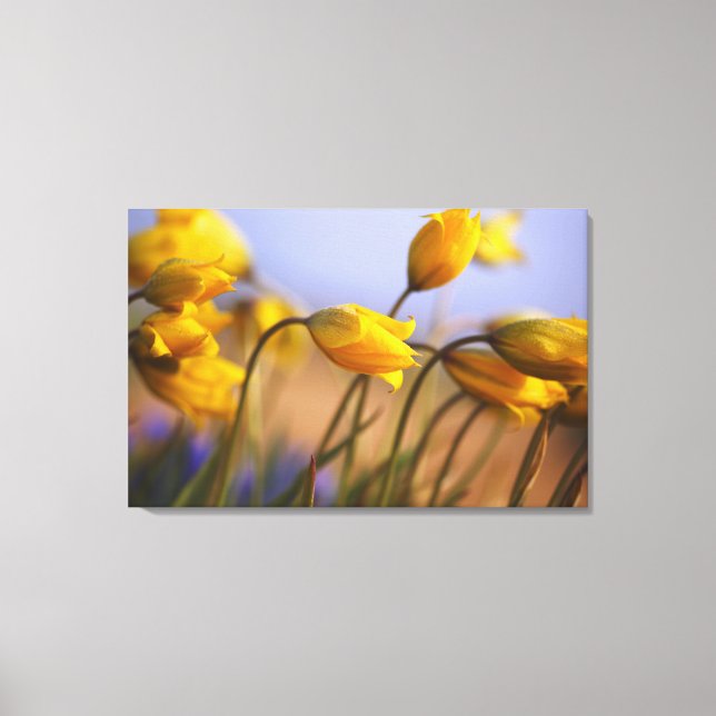Close-up of daffodils canvas print (Front)