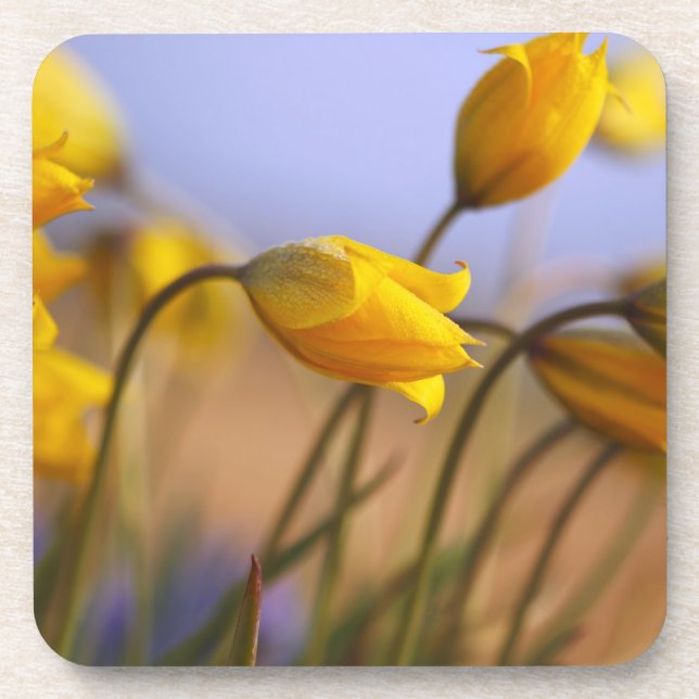 Close-up of daffodils coaster (Front)