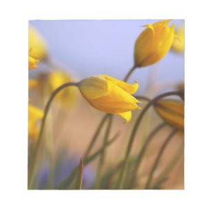 Close-up of daffodils notepad