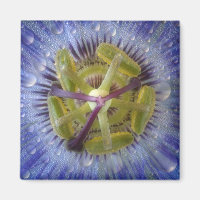 Close-up of dewy passion flower. Credit as: Don