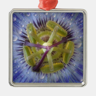 Close-up of dewy passion flower. Credit as: Don Metal Tree Decoration