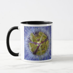 Close-up of dewy passion flower. Credit as: Don Mug