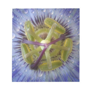 Close-up of dewy passion flower. Credit as: Don Notepad