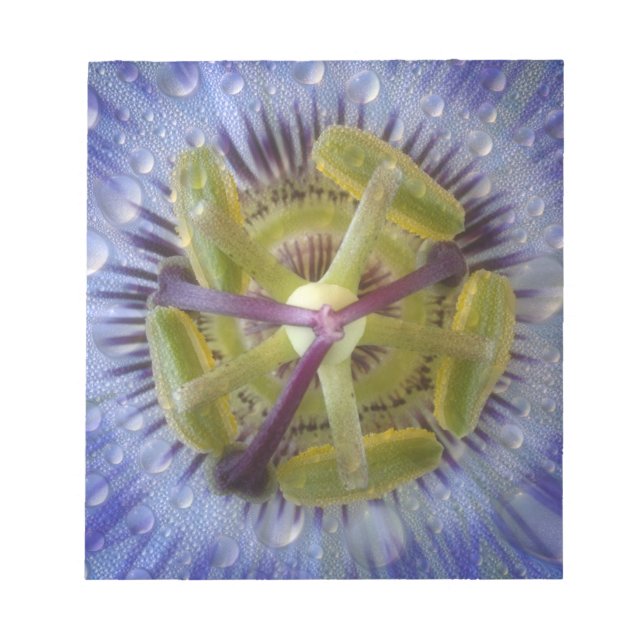 Close-up of dewy passion flower. Credit as: Don Notepad (Front)