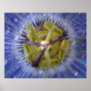 Close-up of dewy passion flower. Credit as: Don Poster