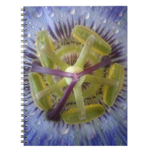 Close-up of dewy passion flower. Credit as: Don Spiral Notebook