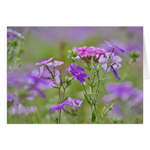 Close-up of Drummond Phlox, Phlox drummondi, 2
