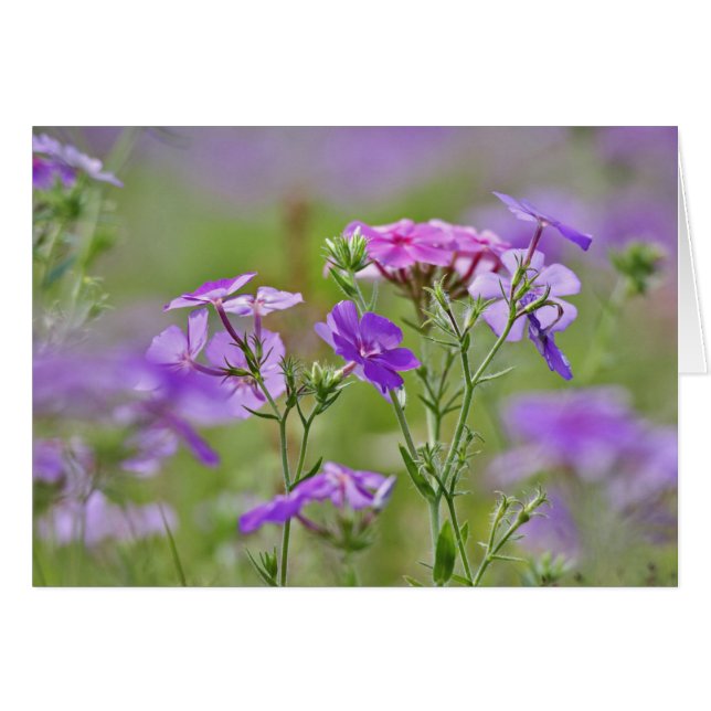 Close-up of Drummond Phlox, Phlox drummondi, 2 (Front Horizontal)