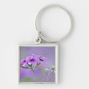 Close-up of Drummond Phlox, Phlox drummondi, Key Ring
