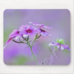Close-up of Drummond Phlox, Phlox drummondi, Mouse Pad