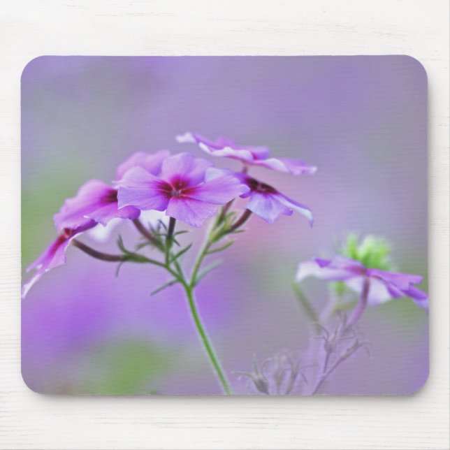 Close-up of Drummond Phlox, Phlox drummondi, Mouse Pad (Front)