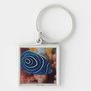 Close-up of Emperor Angelfish Key Ring
