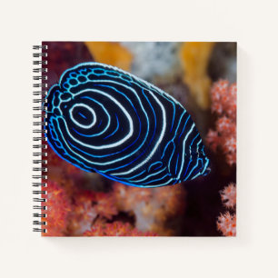 Close-up of Emperor Angelfish Notebook