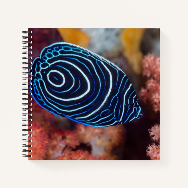 Close-up of Emperor Angelfish Notebook (Front)