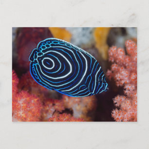Close-up of Emperor Angelfish Postcard