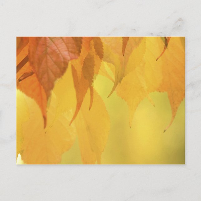 Close-up of Fall Leaves on a Branch Postcard (Front)