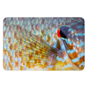 Close Up Of Fish Scales Magnet