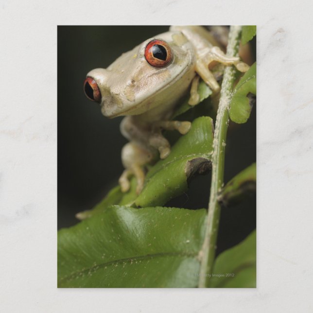 Close up of Forest Tree Frog (Leptopelis Postcard (Front)