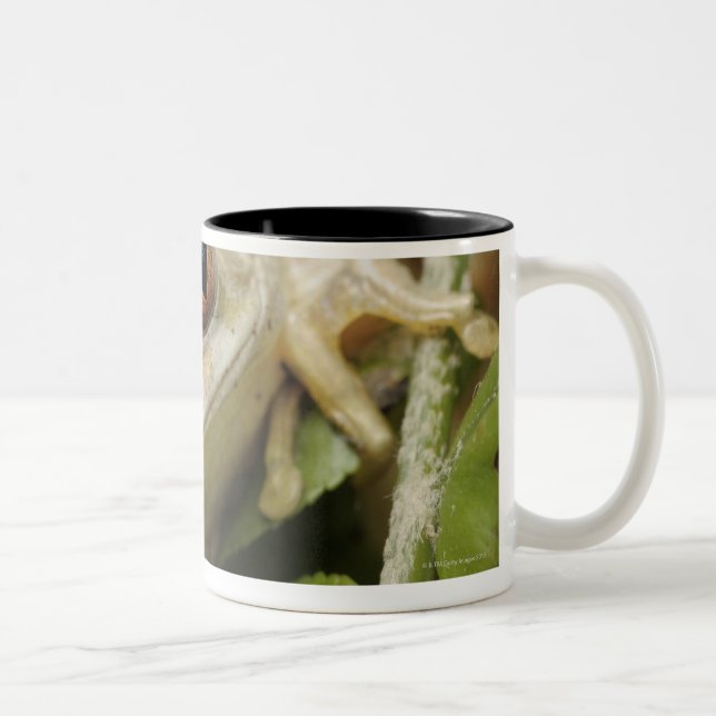 Close up of Forest Tree Frog (Leptopelis Two-Tone Coffee Mug (Right)