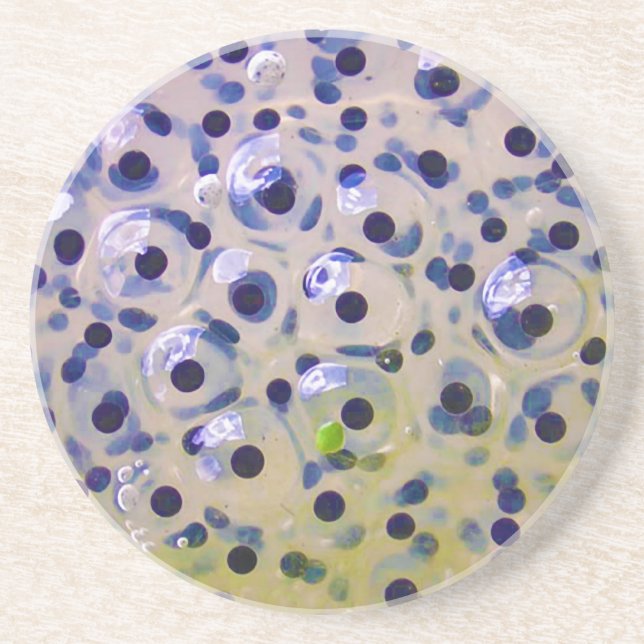 Close Up of Frogspawn Eggs Soon To Be Tadpoles Coaster (Front)