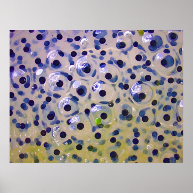 Close Up of Frogspawn Eggs Soon To Be Tadpoles Poster (Front)