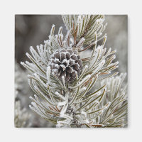 Close-up of frozen pine cone, Yellowstone